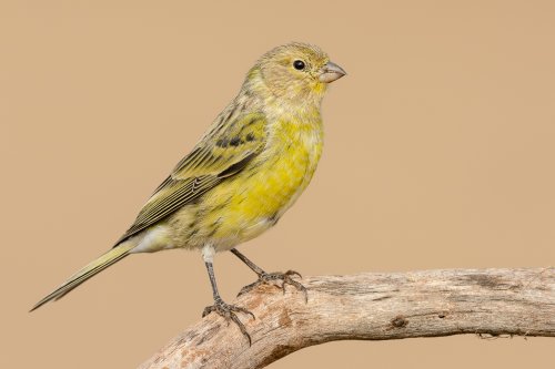 Canario (Serinus canaria) macho.