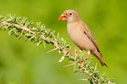 Camachuelo trompetero ( Rhodopechys githaginea amantum)