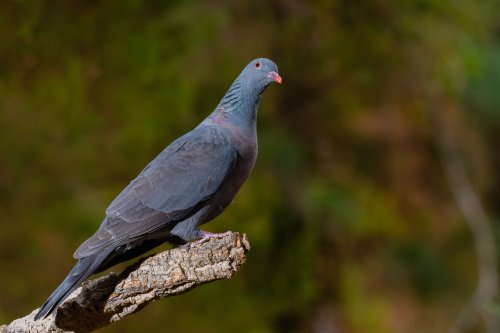Paloma turqué (Columba bollii)