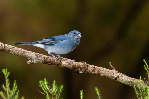 Pinzón azul de Tenerfie (Fringilla teydea)