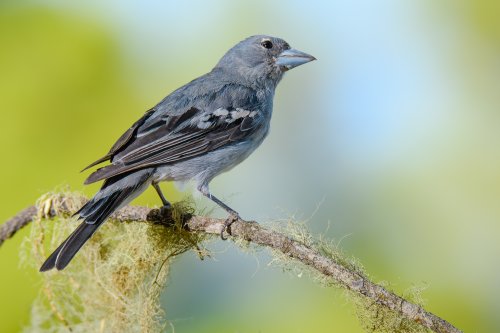 Pinzón azul de Gran Canaria (Fringilla polatzeki)