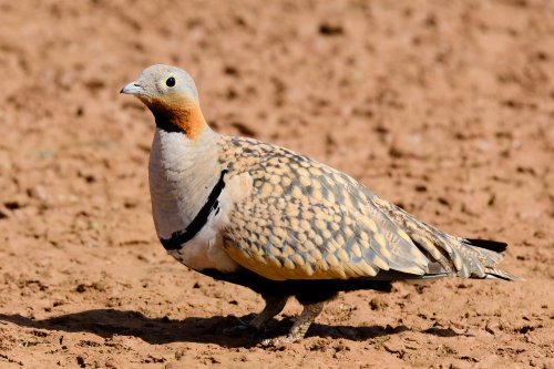 Ganga ortega (Pterocles orientalis) macho