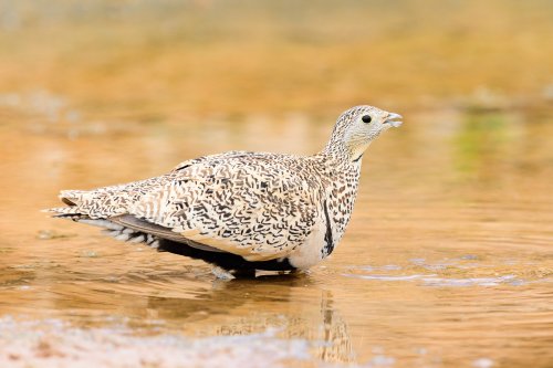 Ganga ortega (Pterocles orientalis) hembra