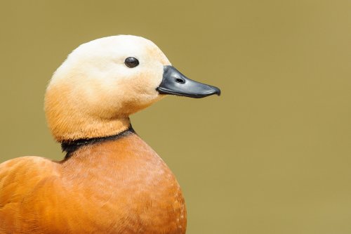 Tarro canelo (Tadorna ferruginea) macho