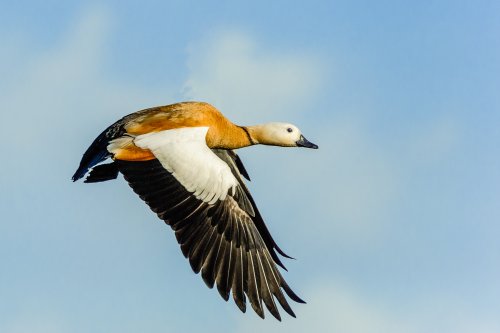 Tarro canelo (Tadorna ferruginea) al vuelo