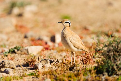 Corredor sahariano (Cursorius cursor)