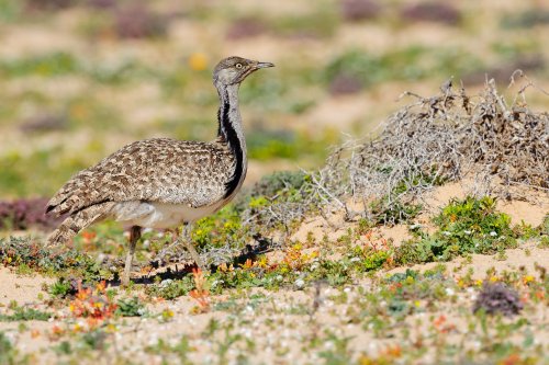 Avutarda hubara (Chlamydotis undulata fuerteventurae) macho.