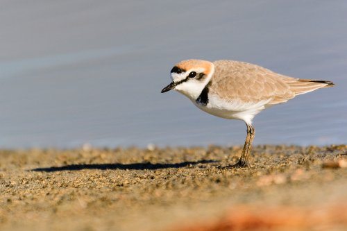 Chorlitejo patinegro (Charadgrius alexandrinus)