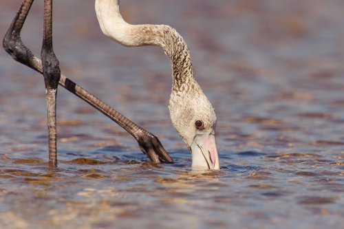Flamenco juvenil (Phoenicopterus ruber)