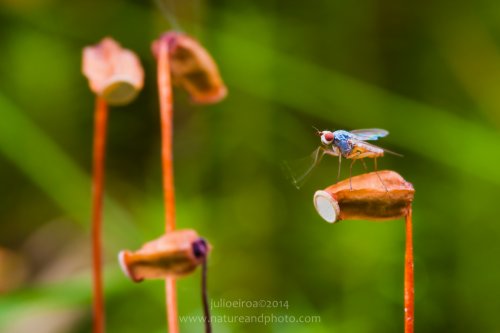 La mosca y sus farolas