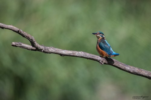 Alcedo atthis