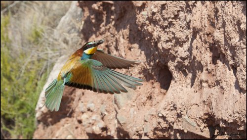 Merops apiaster