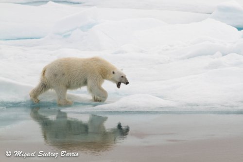 Vagando por la banquisa