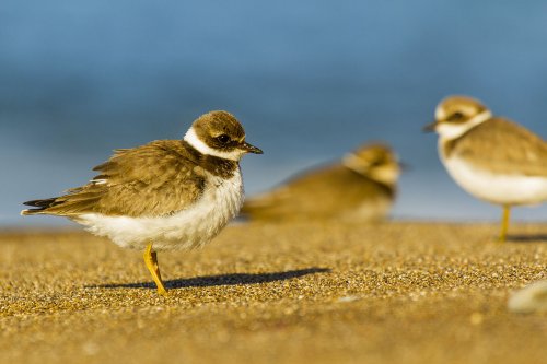 Compo de Chorlitejos