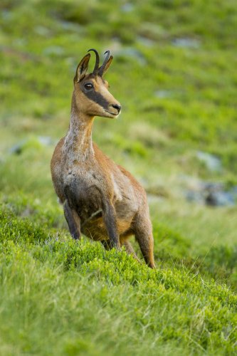 El principe de los Ancares