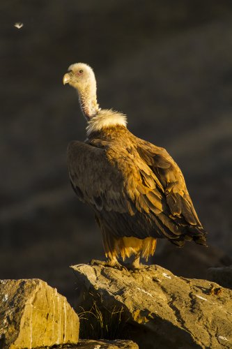 El buitre y la pluma