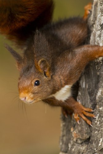 Preparada para saltar