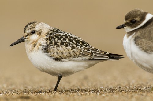 El cabezon del chorli
