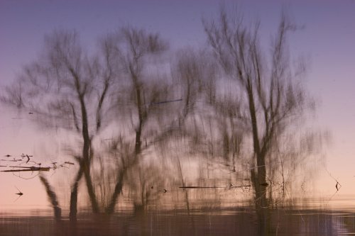 Reflejos de álamos al atardecer