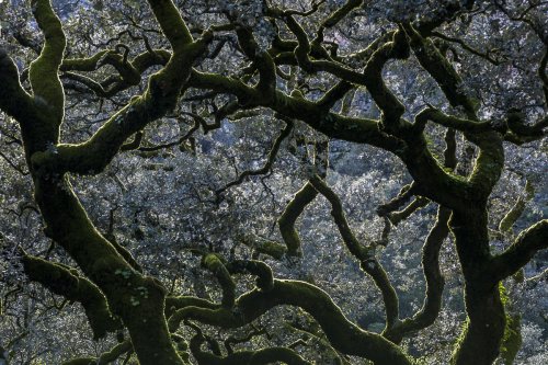 La lucha de los gigantes