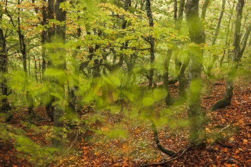 Torbellino en el hayedo