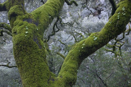 Gigantes de musgo de las Batuecas