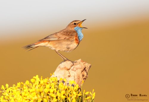 Pechiazul en compañía