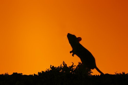 Amancece en el bosque