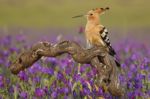 En la cresta de la ola