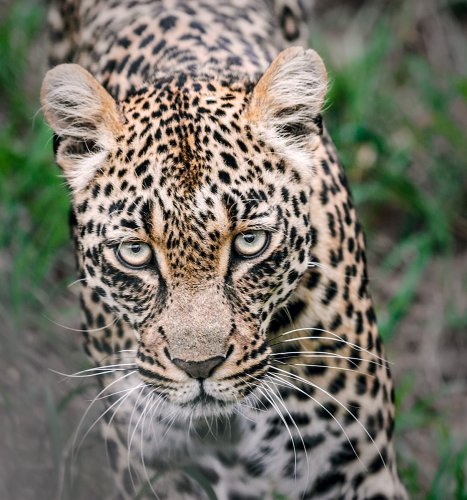 Mirada leopardo