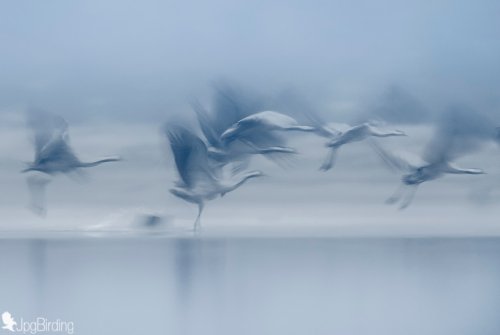 Misty Cranes II