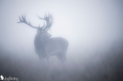 MIST er DEER