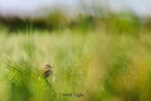 Descanso en la campiña
