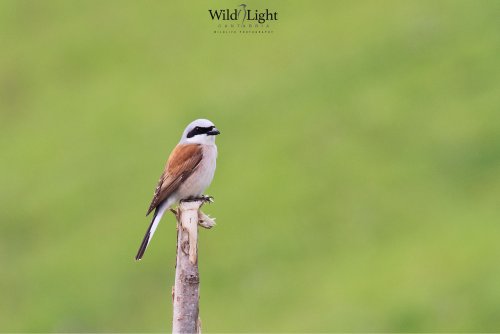 El cazador del antifaz