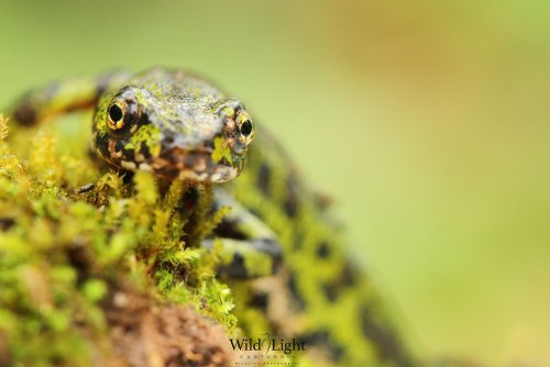 La mirada del jaspeado