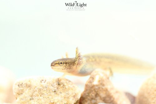 Refugio en bebederos