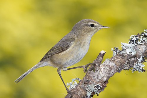 Mosquitero canario (Phylloscopus canariensis)