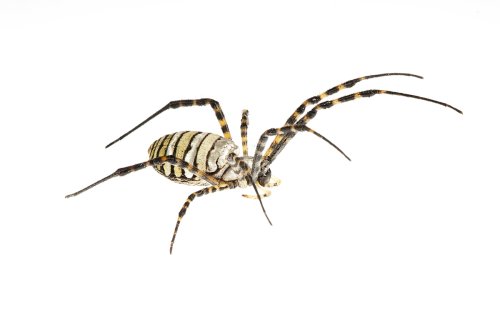 Argiope trifasciata