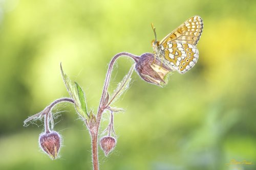 Doncella de ondas rojas