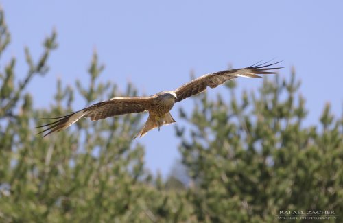 Milano real (Milvus milvus)