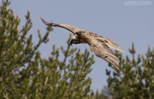 Quebrantahuesos joven