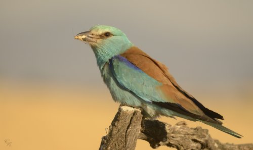 Carraca europea - European roller