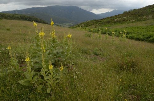 Gordolobo en la montaña