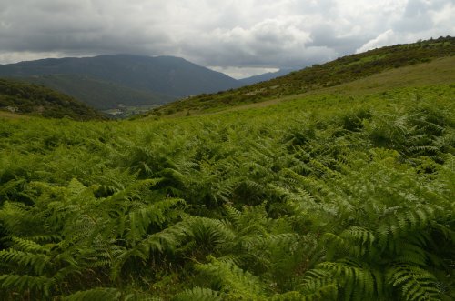 Helechos en el el Montseny