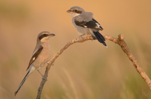 Alcaudon real - Lanius meridionalis