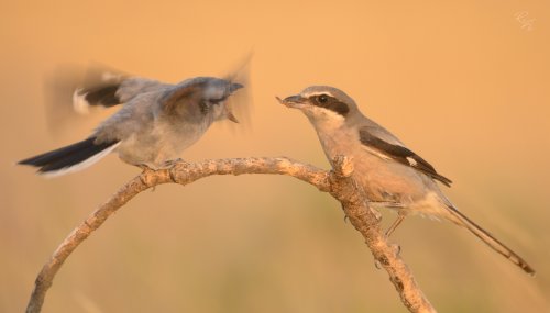 Dentro de poco, comerás solo.