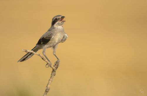 Alcuadon real - Lanius meridionalis