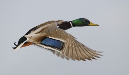 Anade real - Anas platyrhynchos