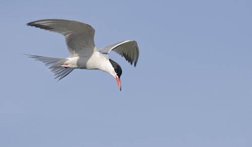 Charrán común - Sterna hirundo