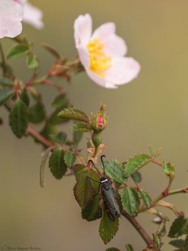 Zygaena lavandulae